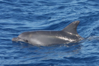 بالفيديو: عروض رائعة تقدمها الدلافين على شواطئ مدينة يافا 